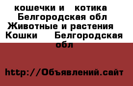 2 кошечки и 2 котика - Белгородская обл. Животные и растения » Кошки   . Белгородская обл.